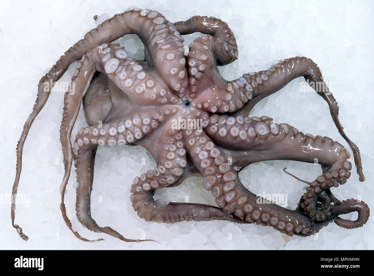 fresh octopus on the ice Stock Photo Alamy