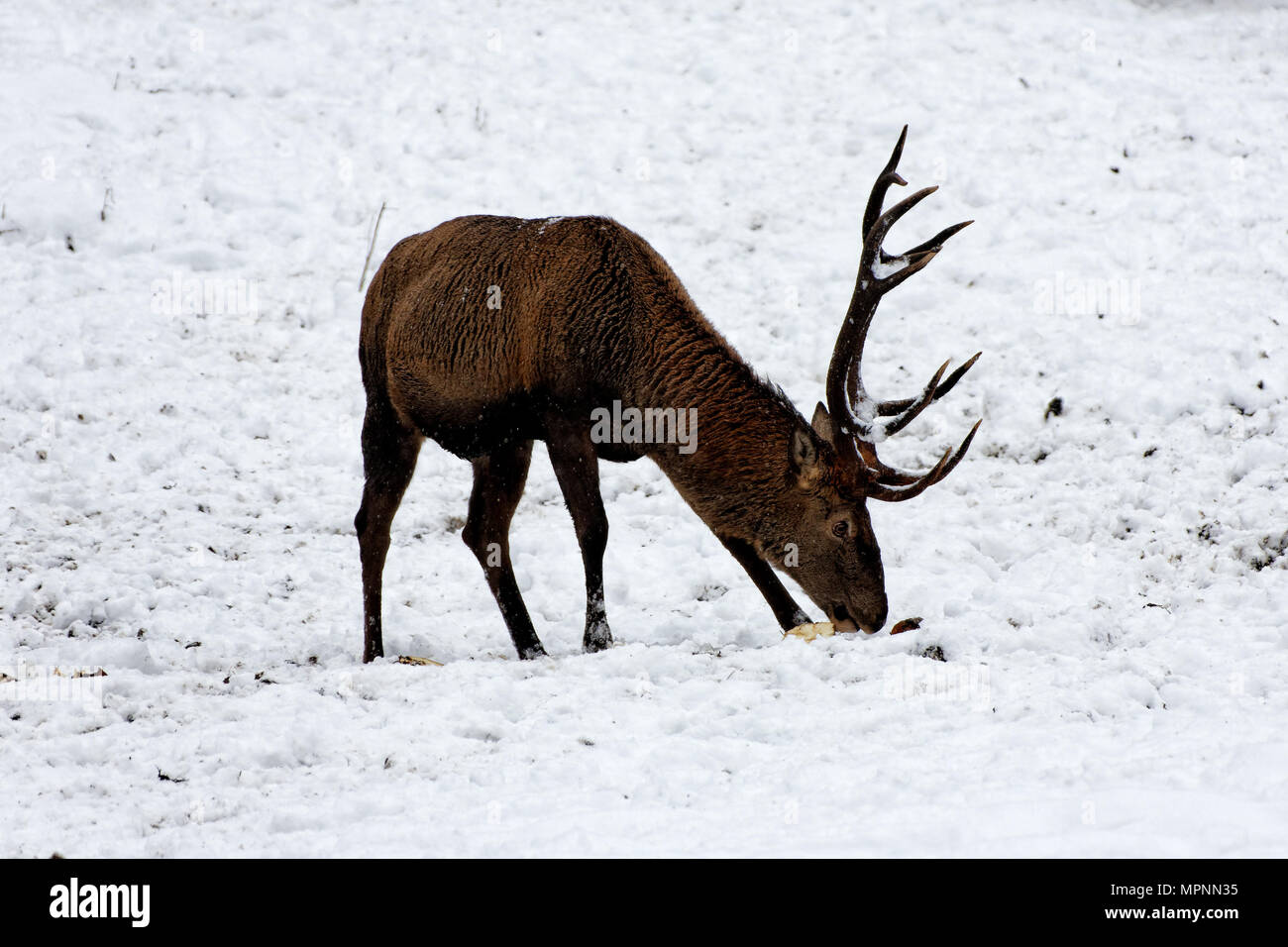 Deers in winter. Hirsche im Winter. Stock Photo