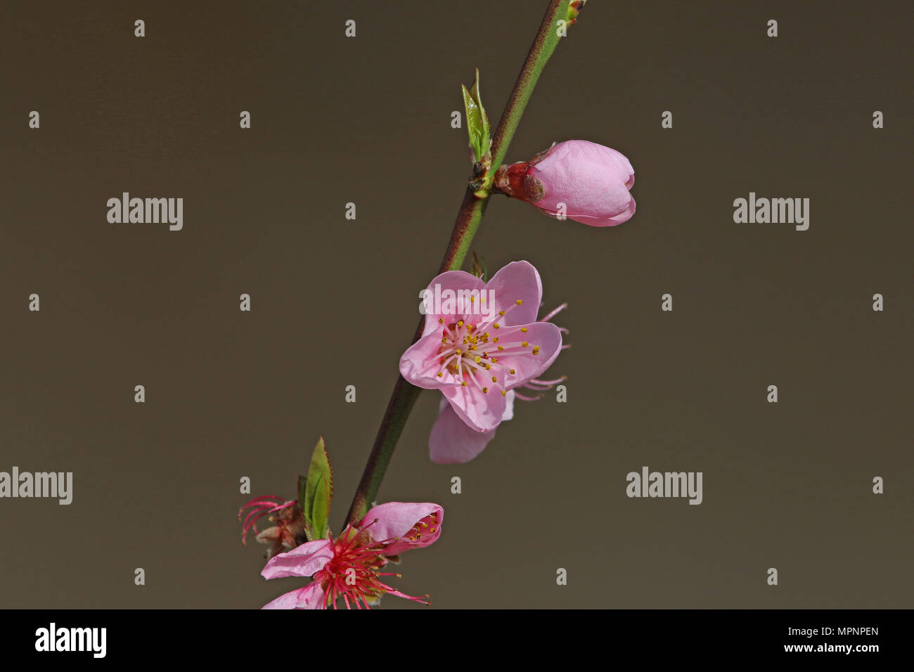 pink peach blossom and red bark Latin name prunus persica family rosaceae in Italy state symbol of Alabama, Delaware, Georgia and South Carolina Stock Photo