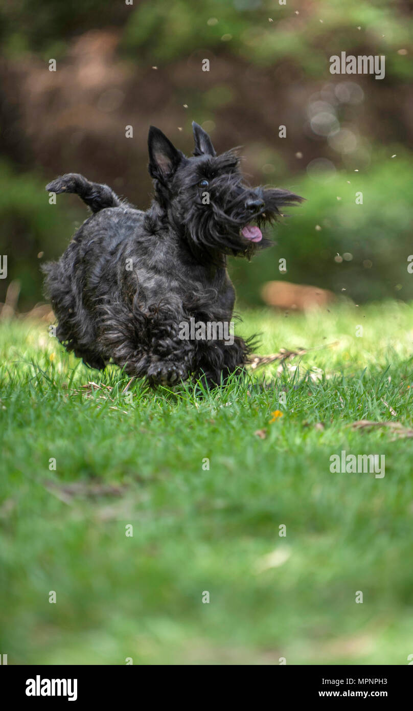 Active Scottish Terrier pedigree dog playing outdoors on green grass Stock Photo