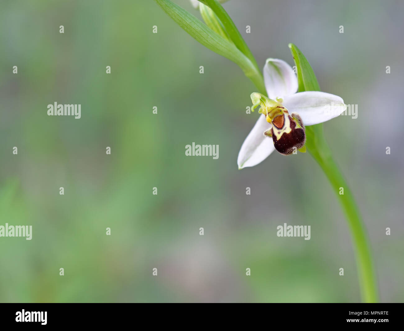 Bee orchid detail, Ophrys apifera. Stock Photo