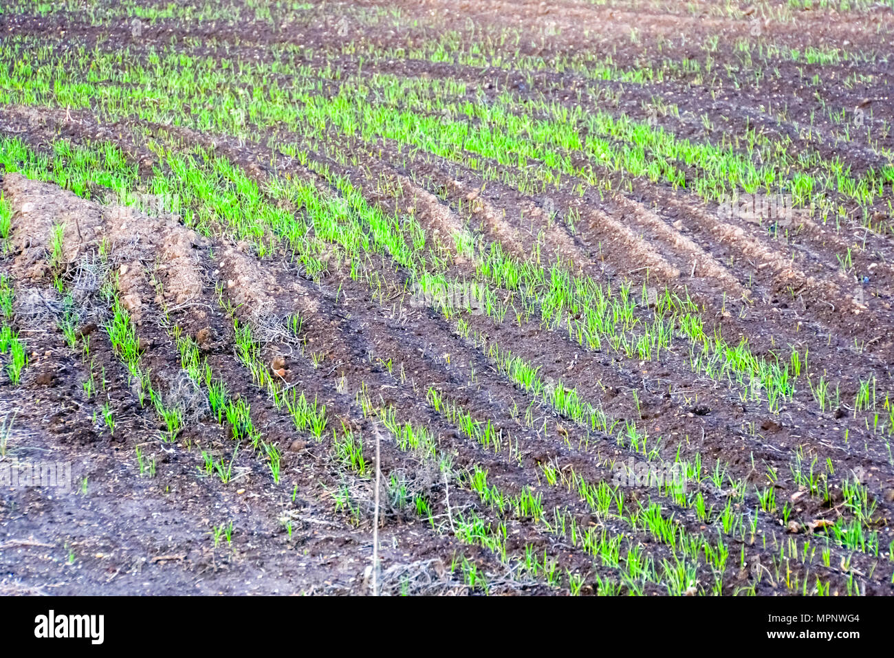 Wheat blades grow out of the ground in a harsh environment Stock Photo