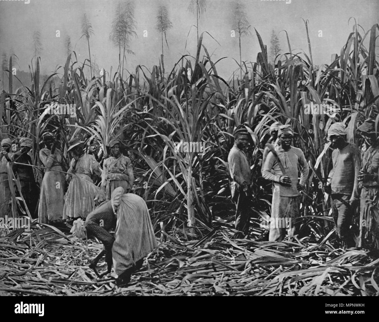'Cane-Cutters in Jamaica', 1891. Artist: Unknown. Stock Photo