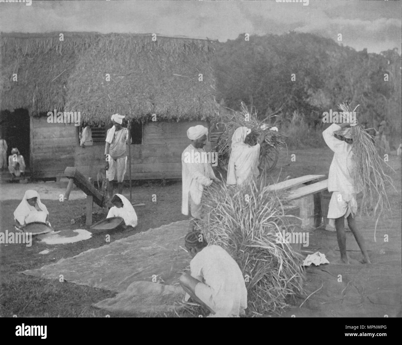 'Native labourers Preparing Rice in Jamaica', c1890. Artist: Unknown. Stock Photo