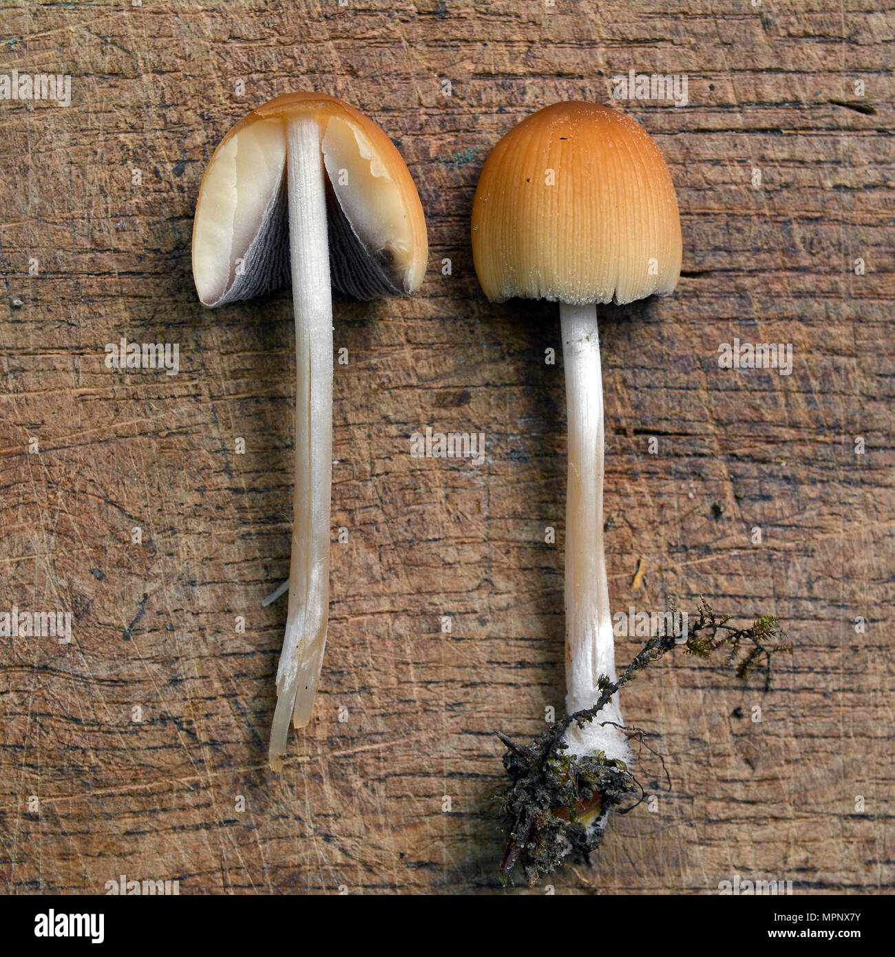 coprinus saccharinus mushrooms isolated on white Stock Photo