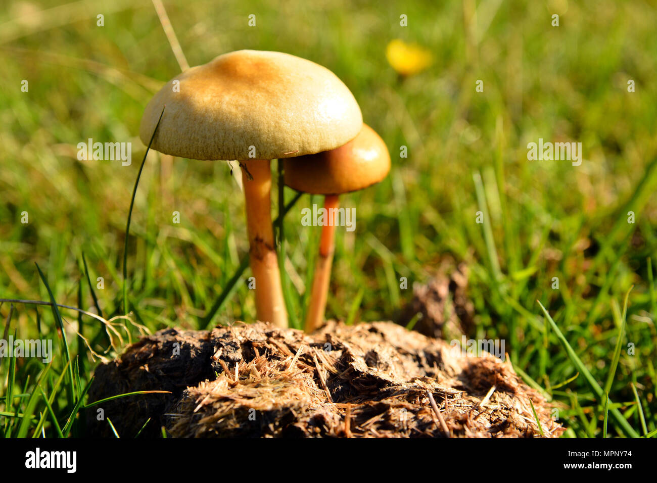 protostropharia semiglobata mushroom known as the dung roundhead or the hemispheric stropharia Stock Photo