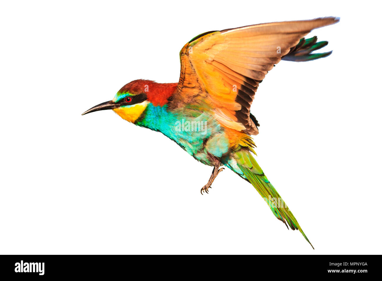 bird with colored feathers in flight isolated on white Stock Photo Alamy