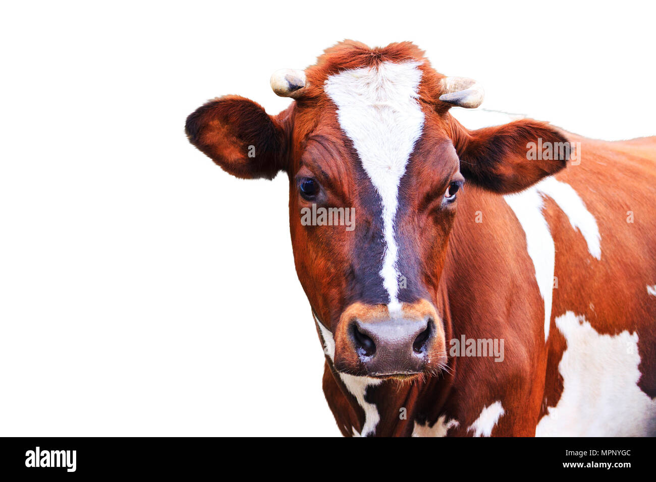 cow with beautiful eyes isolated on white background Stock Photo