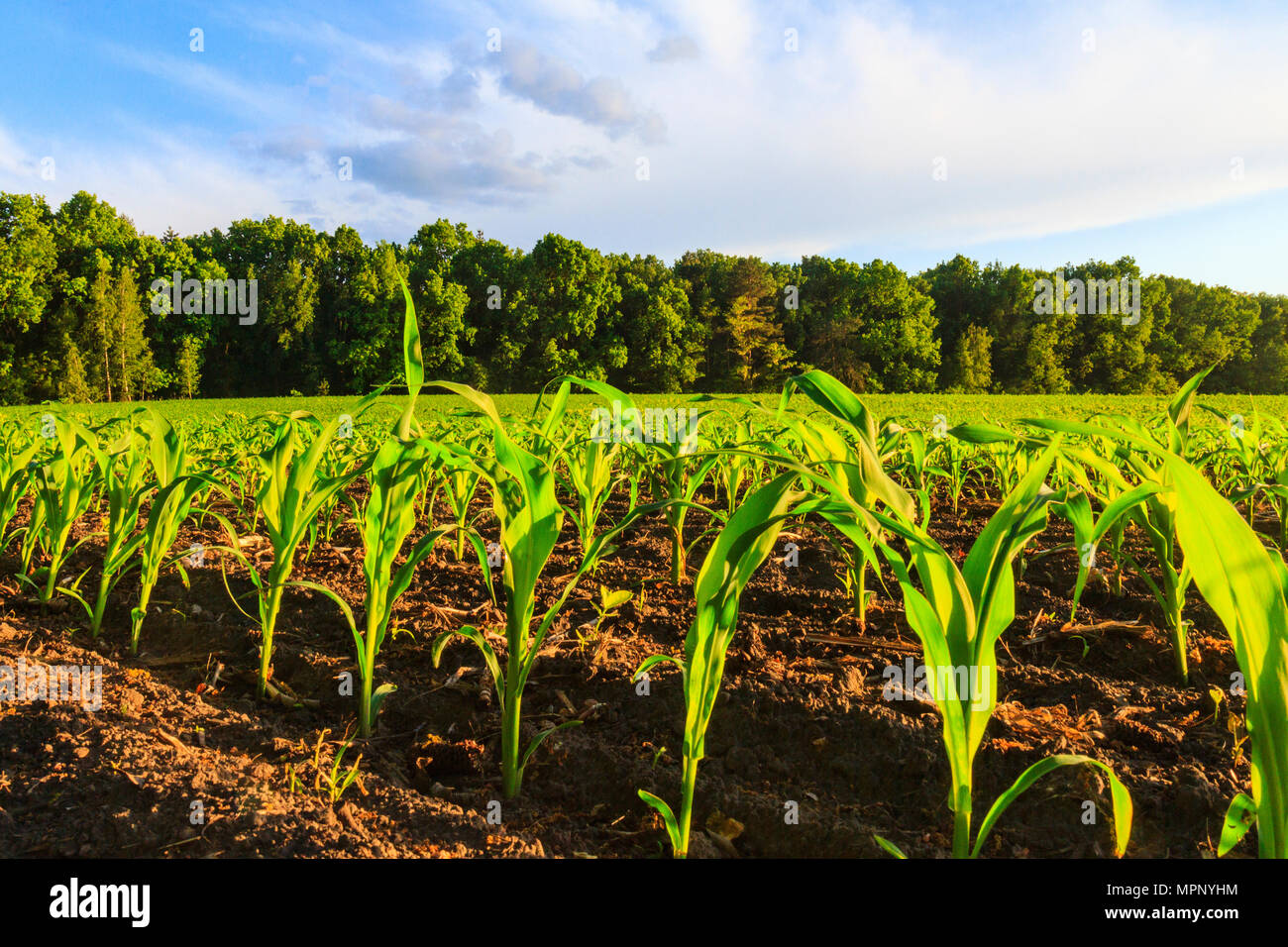 cornfield on the edge of the forest Stock Photo