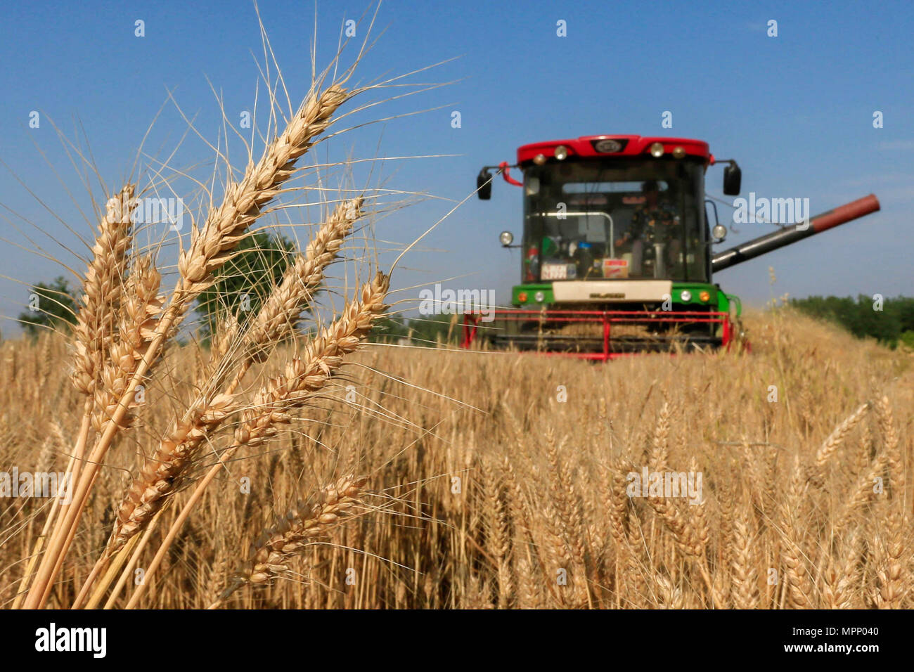 Когда убирают зерновые. Уборка пшеницы комбайном. Сбор пшеницы. Уборка озимой пшеницы. Когда убирают зерновые.