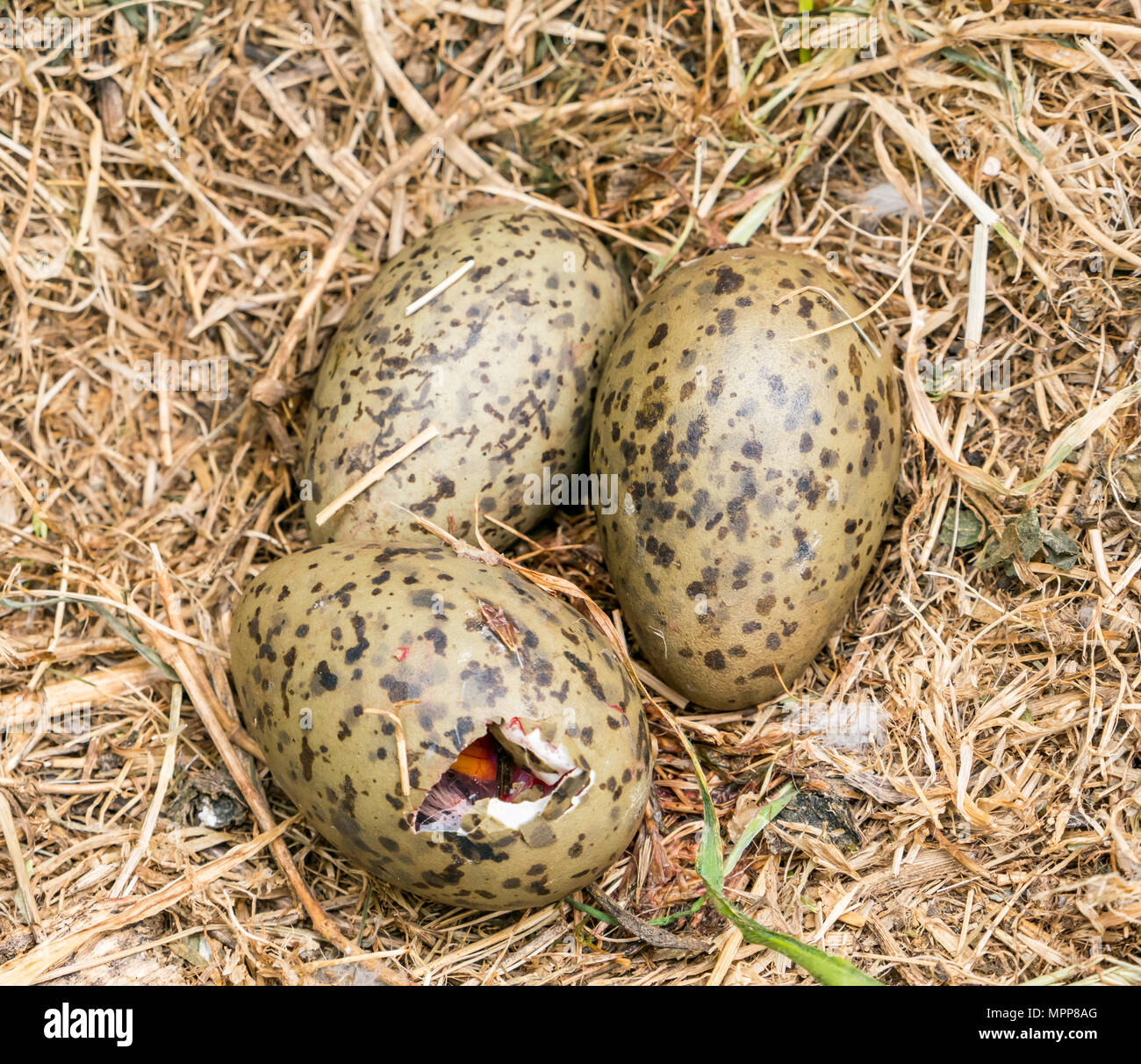 Herring Gull Eggs In Birds Hi res Stock Photography And Images Alamy Herring Gull Eggs In Birds Hi res Stock Photography And Images Alamy