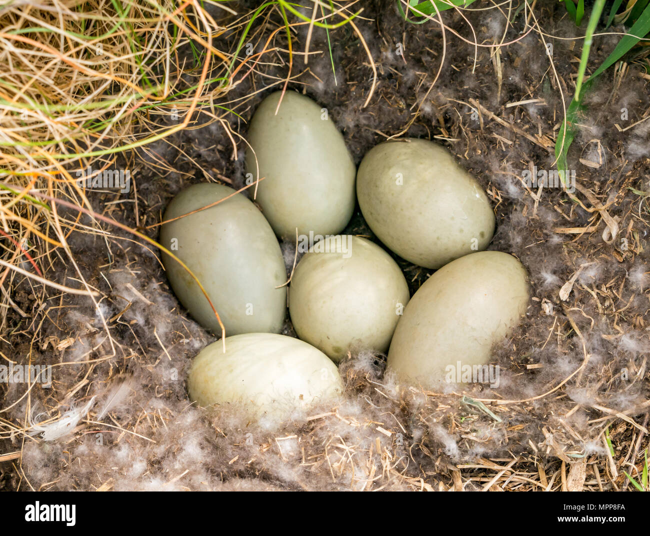 Craigleith Island, 24 May 2018. Firth of Forth, Scotland, UK. Close up of a large Eider duck, Somateria mollissima, egg clutch of six eggs and Eider down in nest Stock Photo