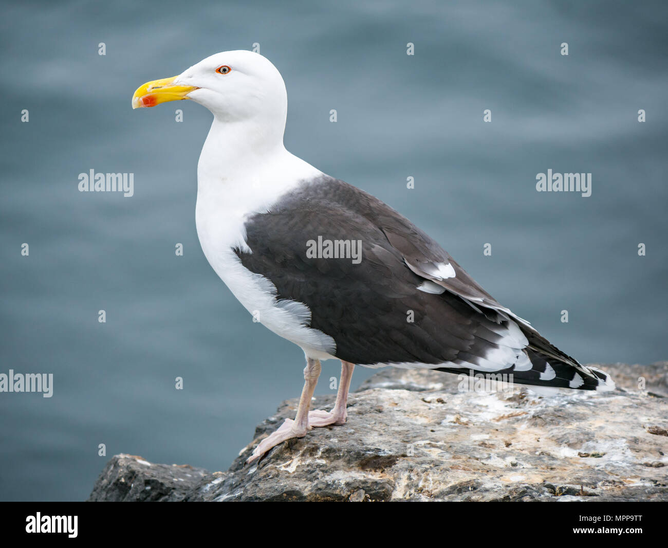 Craigleith Island, 24 May 2018. Firth of Forth, Scotland, UK. Close up of great black-backed gull, Larus marinus, on a rocky ledge with smooth sea water in background Stock Photo