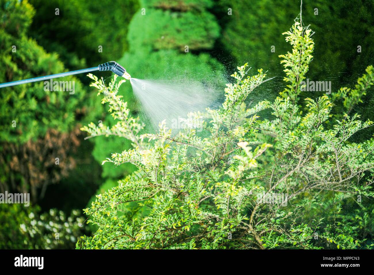Insecticide in the Garden. Closeup Photo. Taking Care of the Plants ...