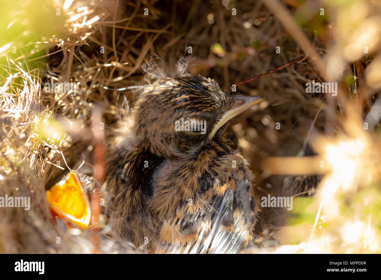 Close up photograph of Stonechat chicks in nest Stock Photo