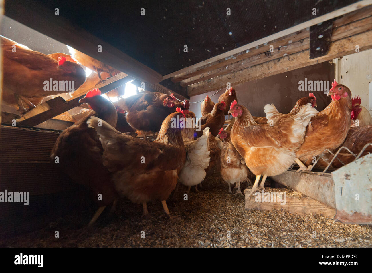 Chicken coop hires stock photography and images Alamy