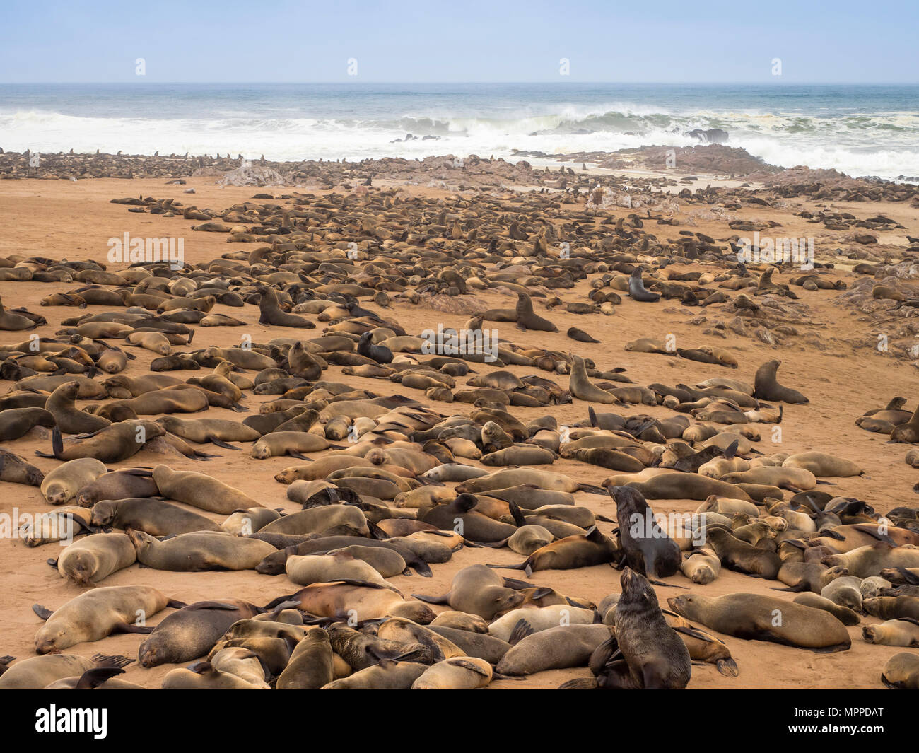 Africa, Namibia, Cape Cross Seal Reserve, colony of cape fur seal Stock Photo