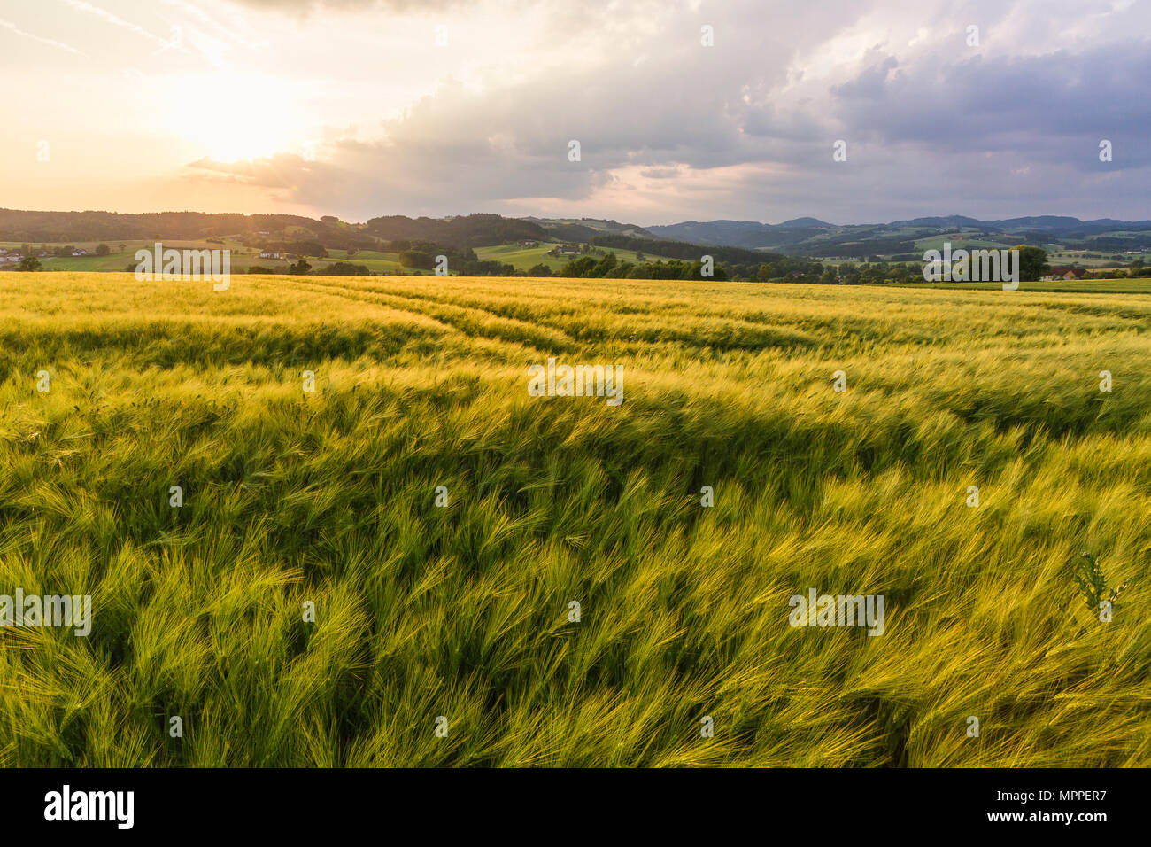 Austria, Upper Austria, Muehlviertel, grain field at evening twilight Stock Photo