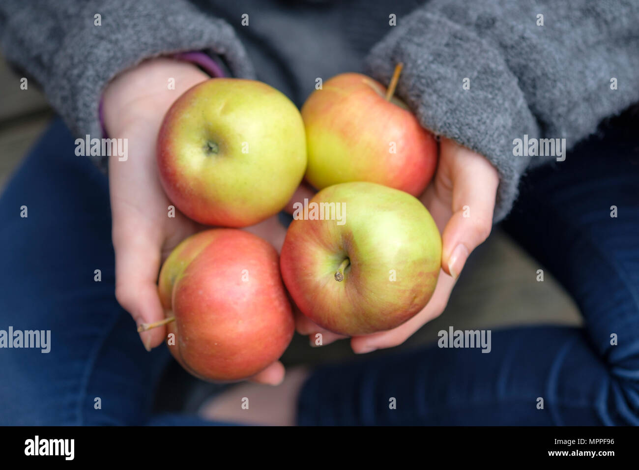 Hands holding four apples, close-up Stock Photo