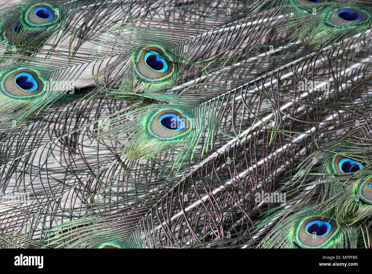 Beautiful natural decorative pattern of peacock feather Stock Photo