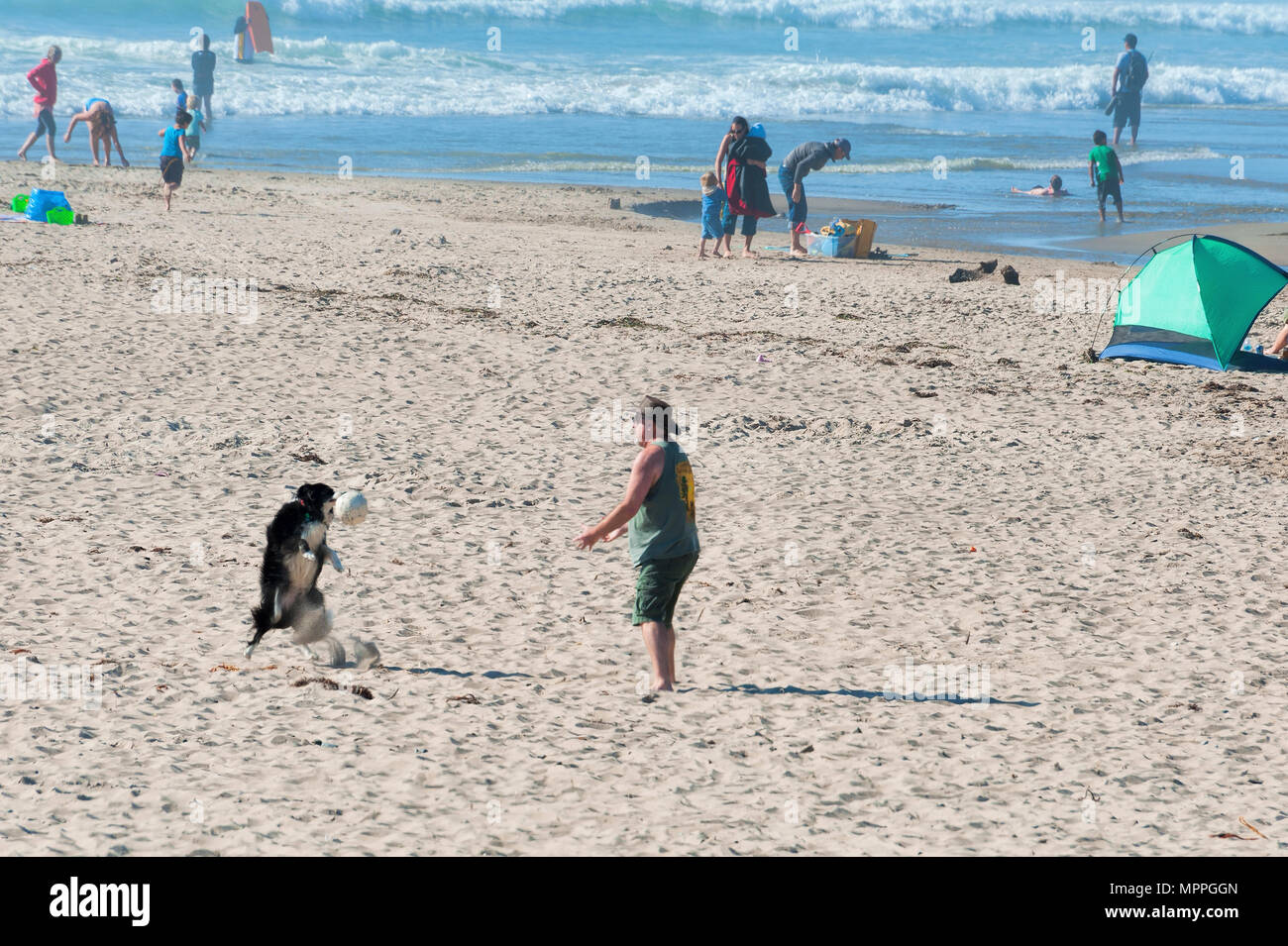 Lincoln City, Oregon, USA - August 21, 2015:  Man and his dog play ball on a beach. Stock Photo