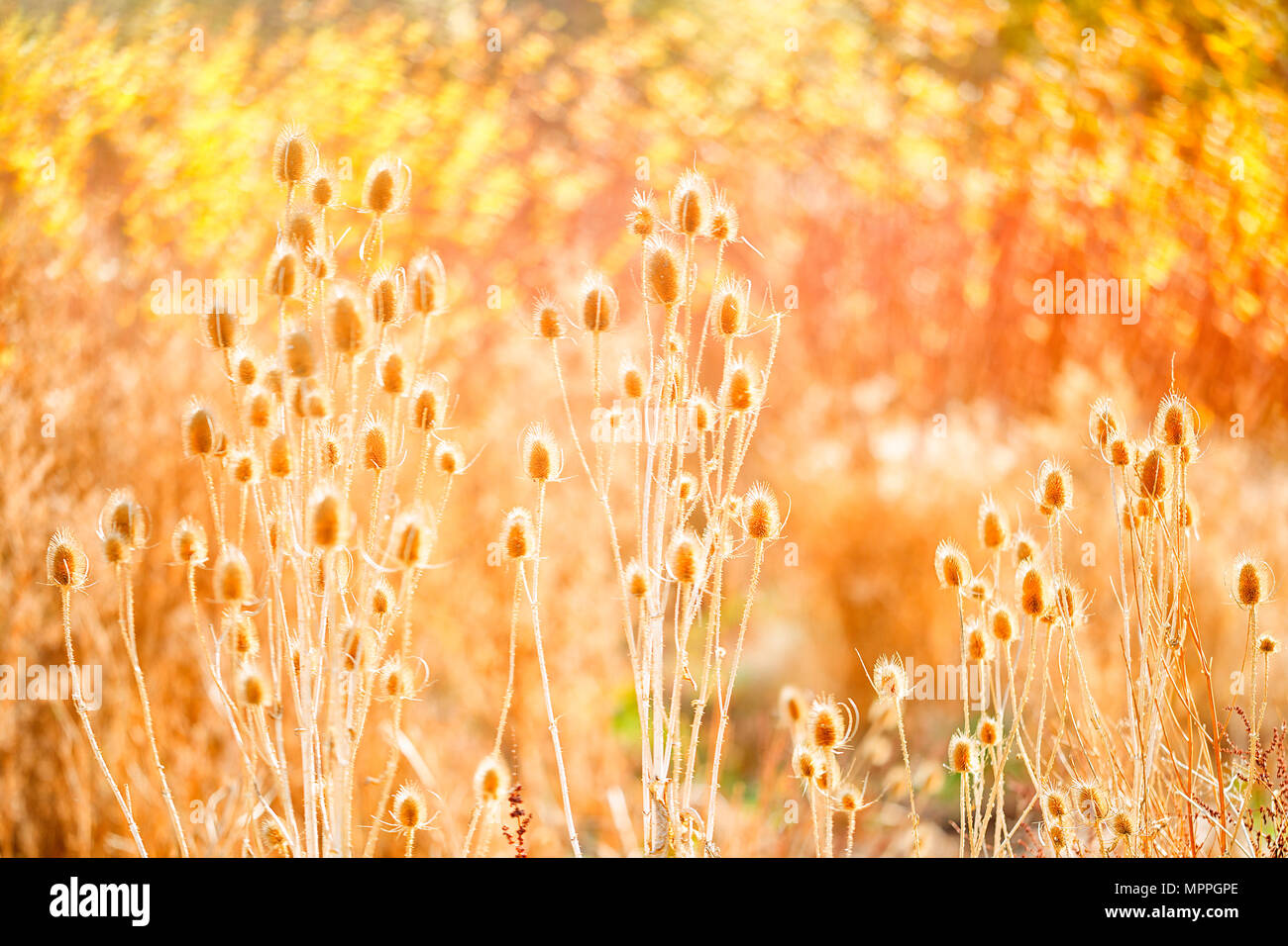 Spain, Wicker cultivation in Canamares in autumn, blurred Stock Photo