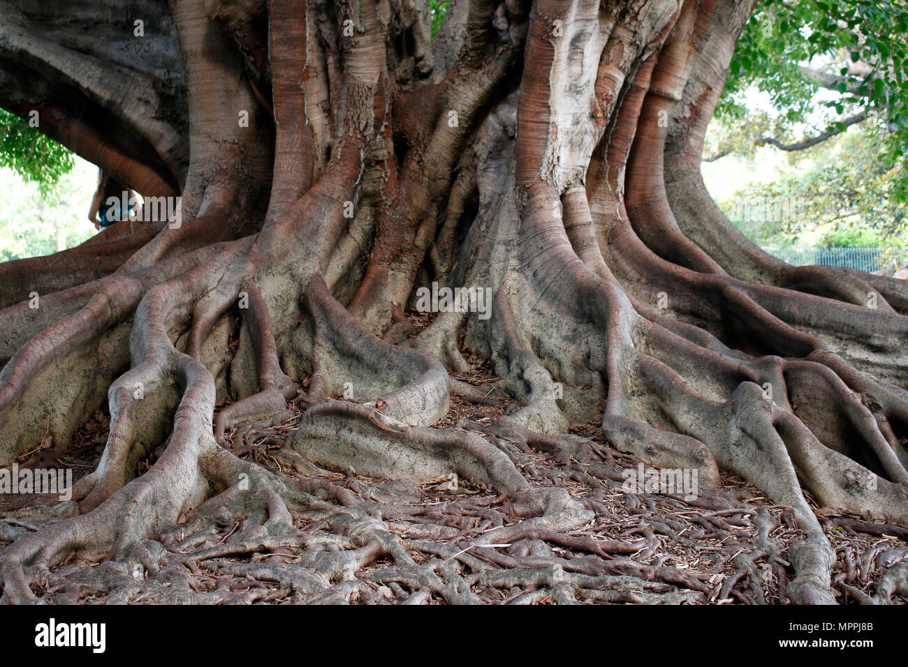Wurzelwerk einer grossblaettrigen Feige (Ficus macrophylla), Sydney, Australia. Stock Photo