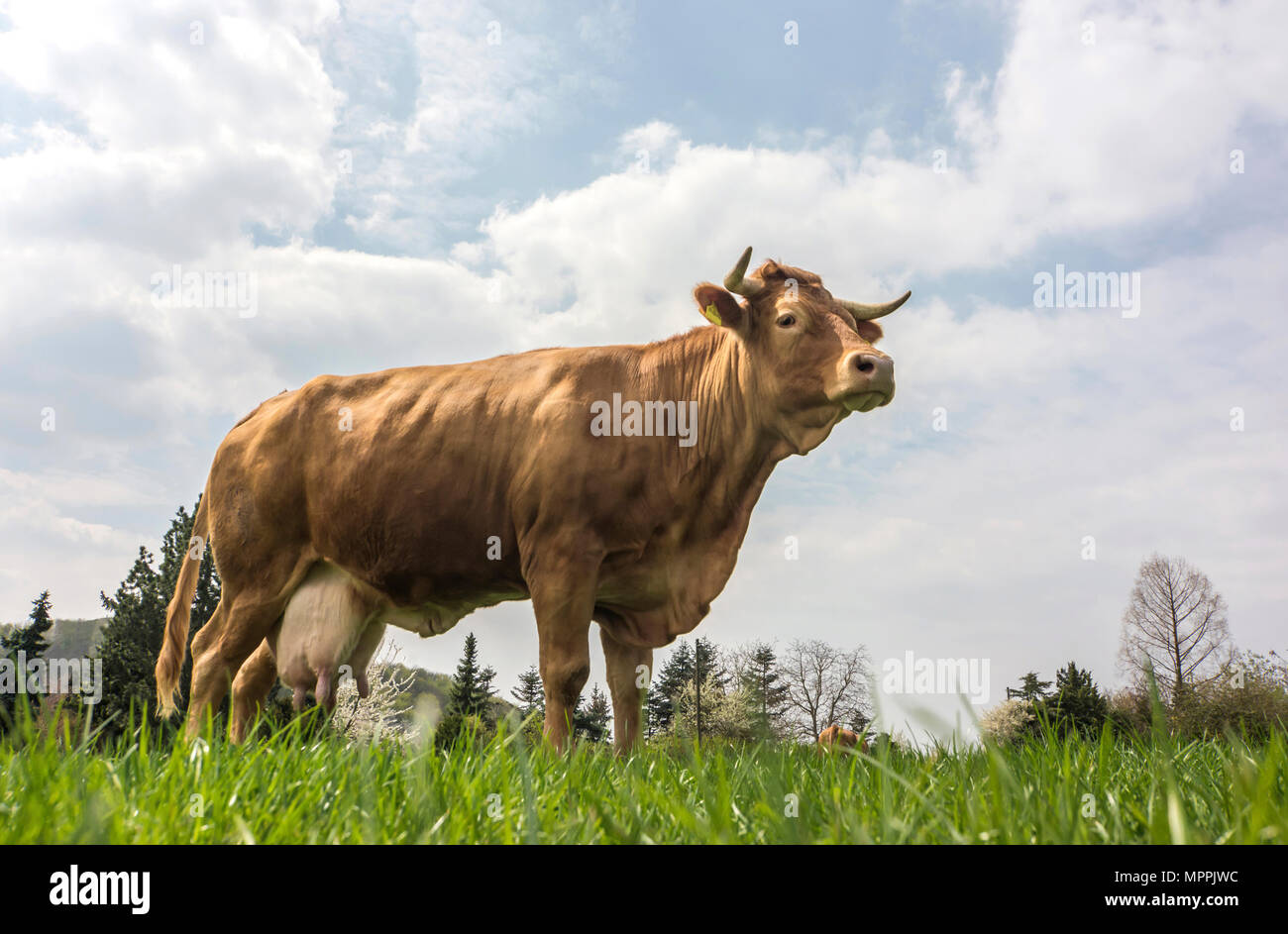 Germany, Dairy cow standing on pasture Stock Photo
