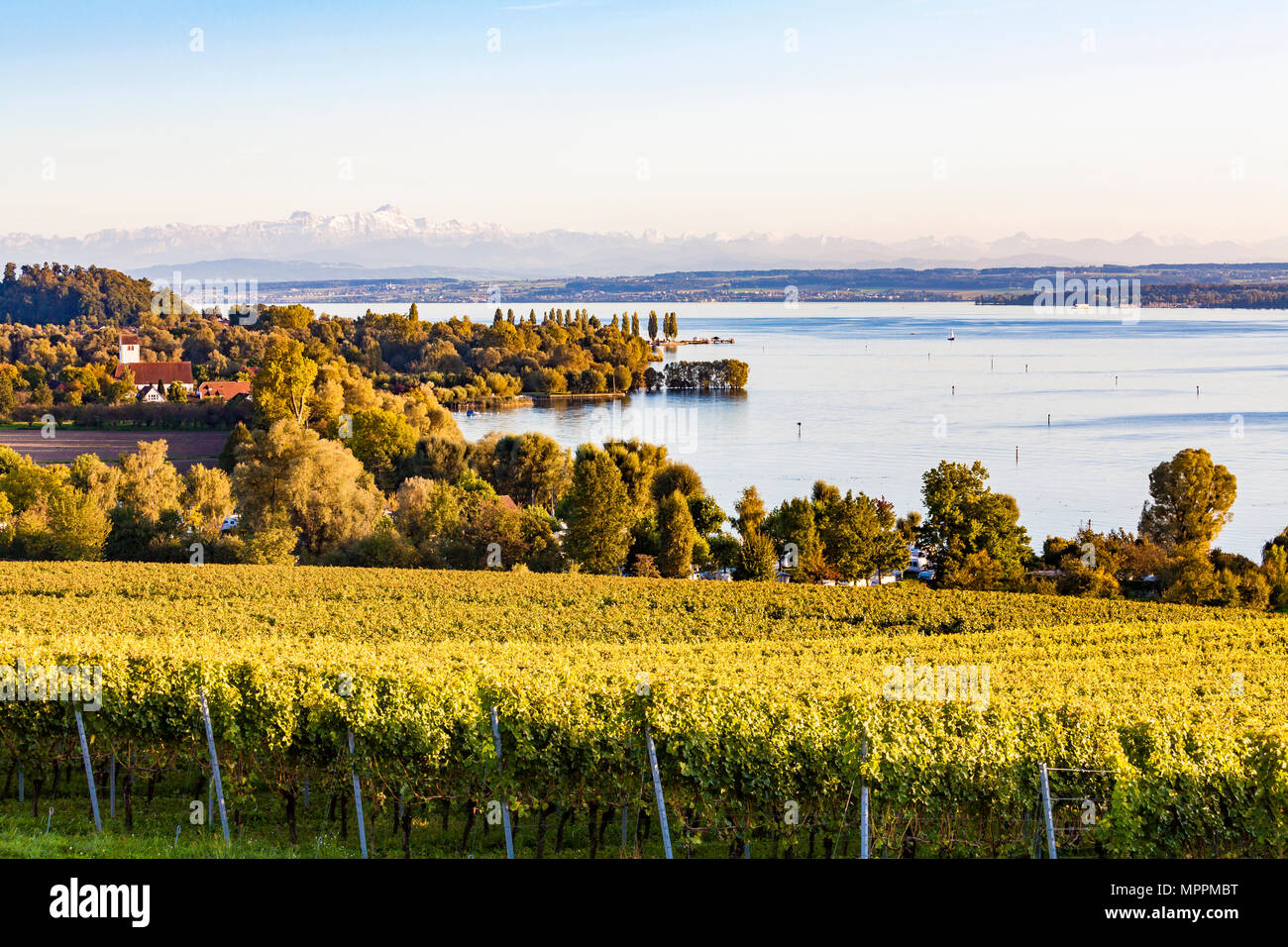 Germany, Baden-Wuerttemberg, Lake Constance near Ueberlingen, vineyards Stock Photo