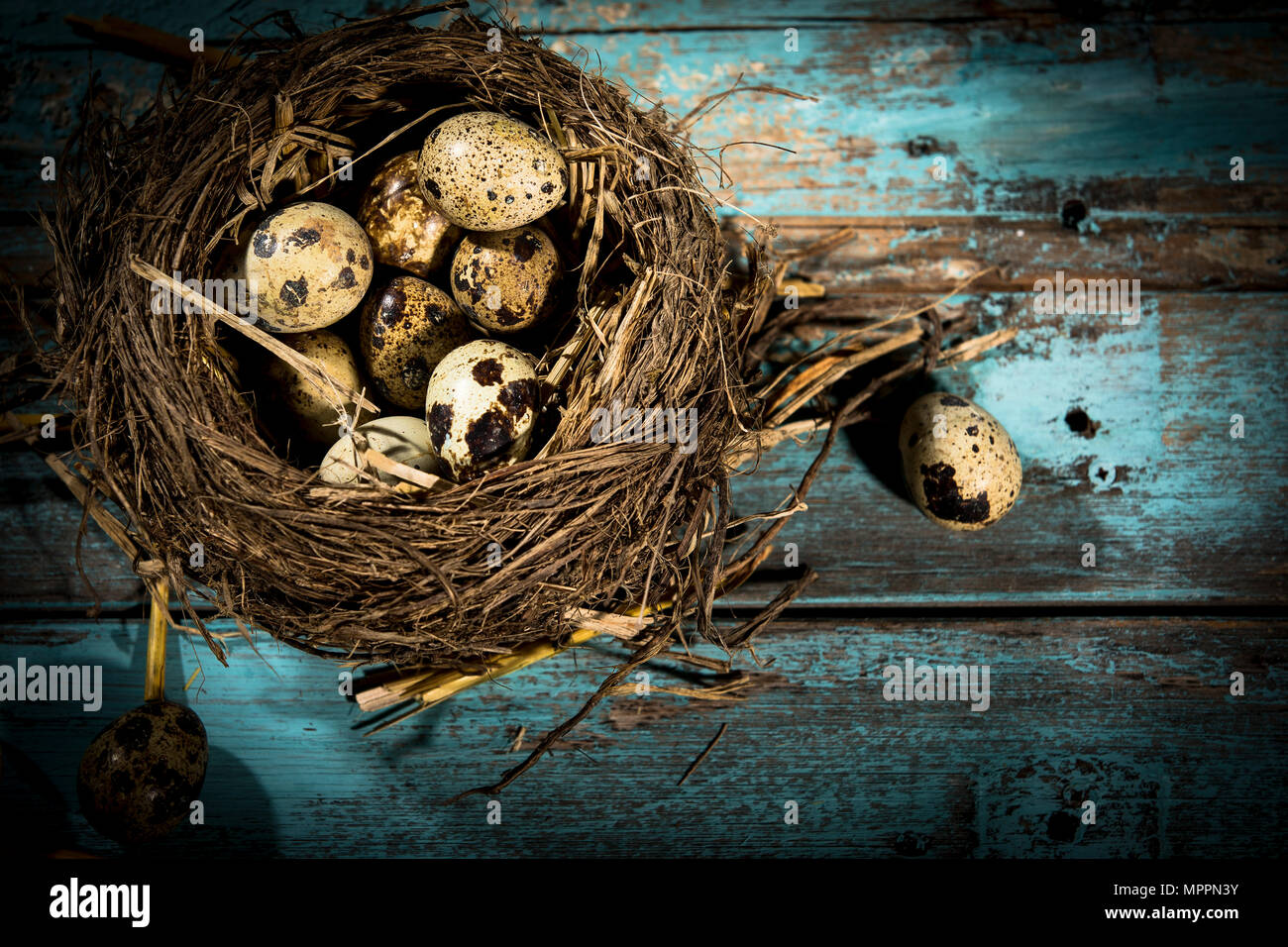 Quail eggs in bird's nest Stock Photo