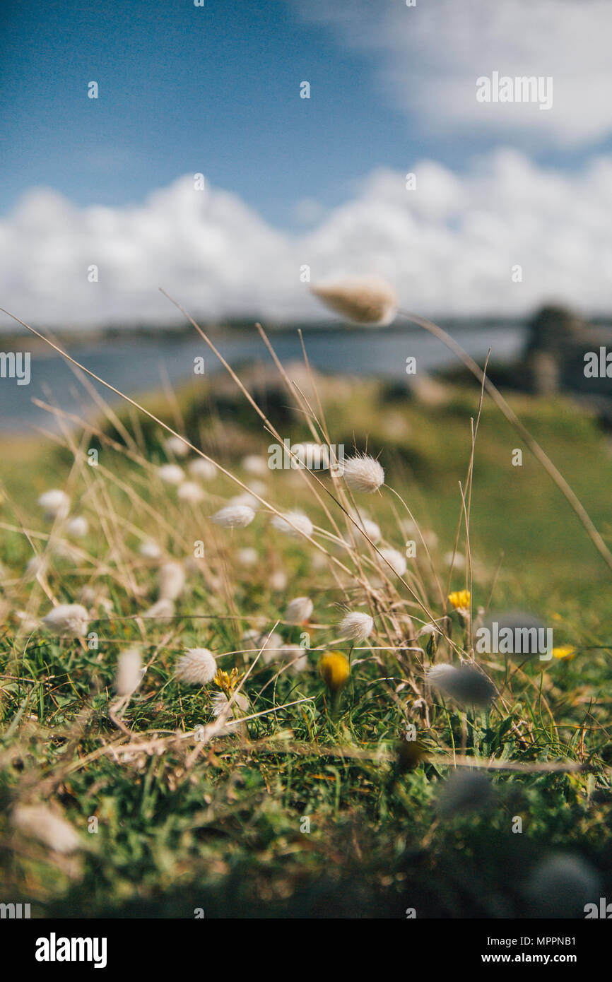 France, Brittany, Landeda, grasses on a field Stock Photo