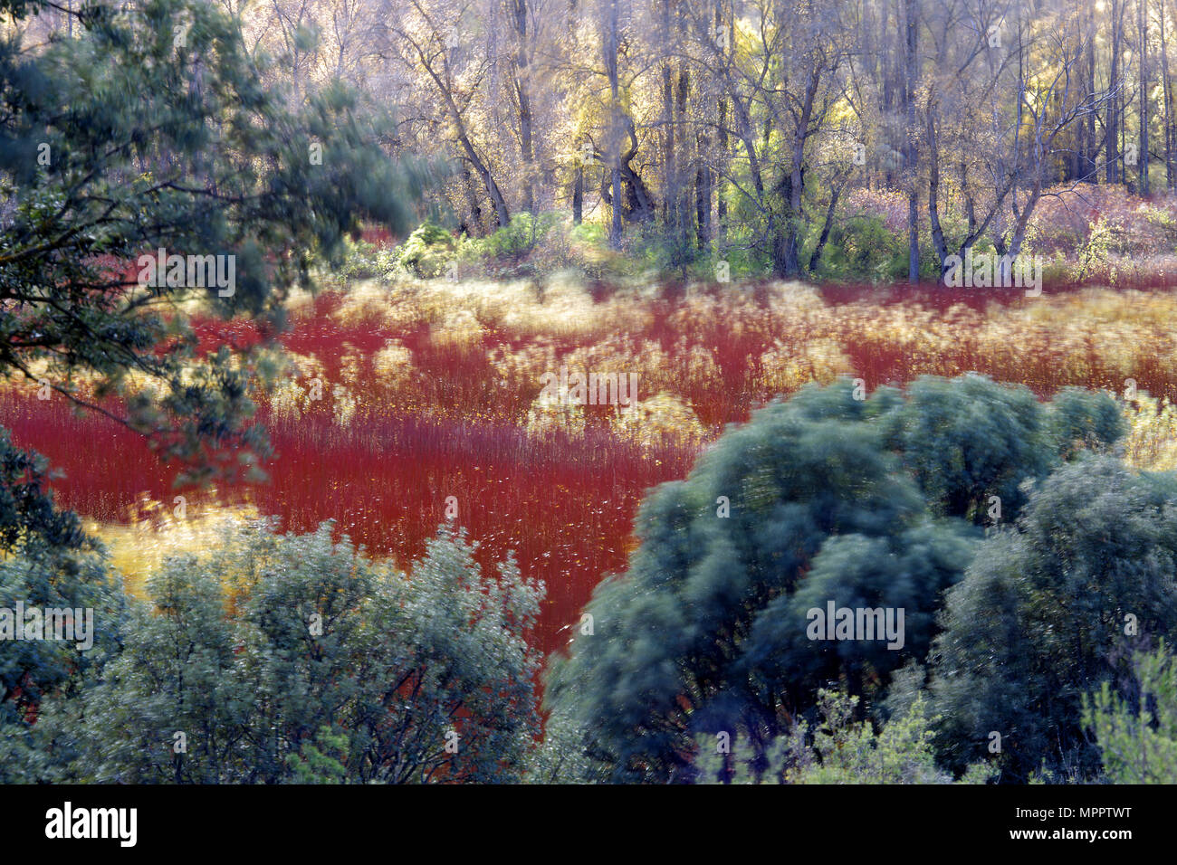 Spain, Wicker cultivation in Canamares in autumn Stock Photo