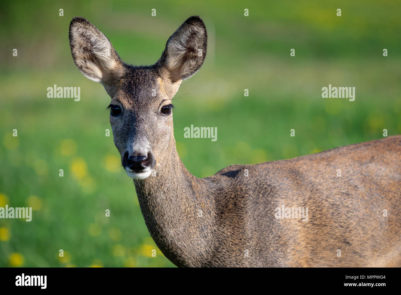 Roe deer fawns and spring hi-res stock photography and images - Alamy