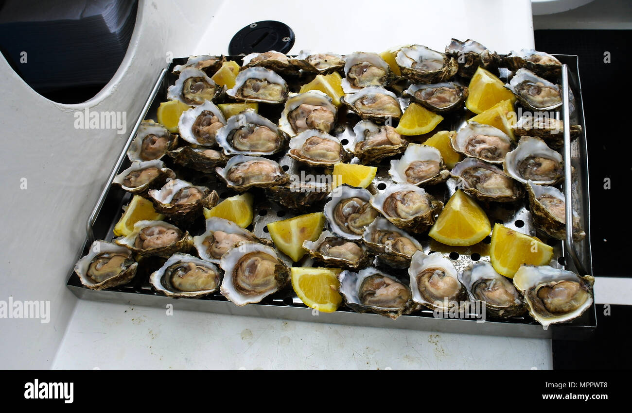 namibia africa oysters namibia africa oysters