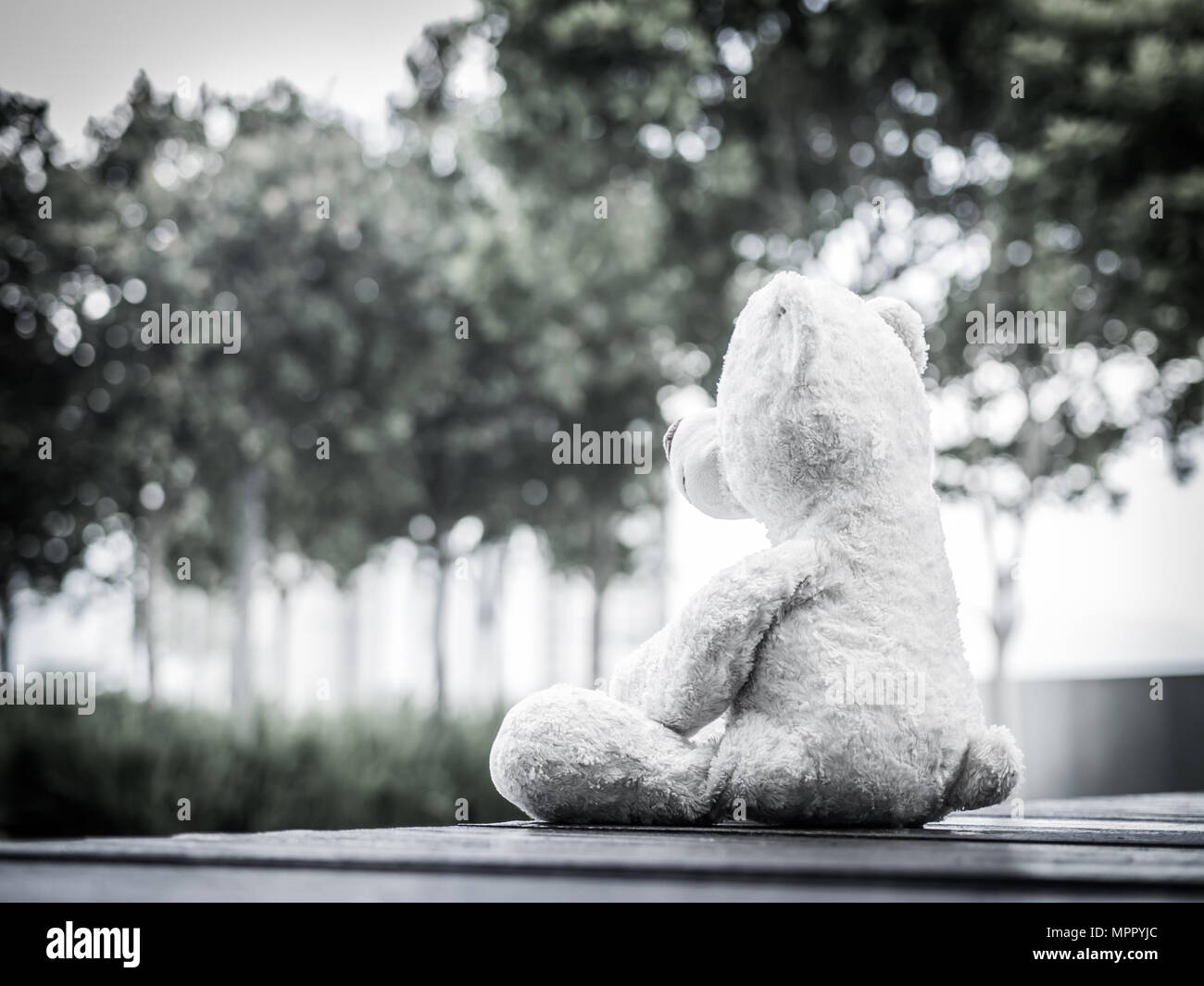 Lonely Teddy Bear Sitting on the garden looking out side  (Concept about love) Stock Photo