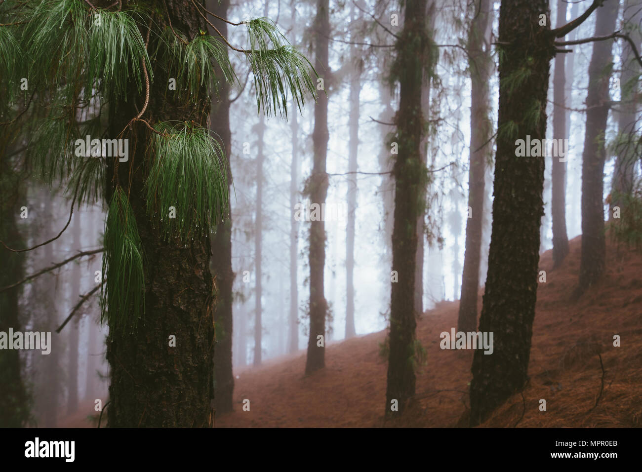 Mysterious foggy pine forest. Rainy and misty weather near Cova crater