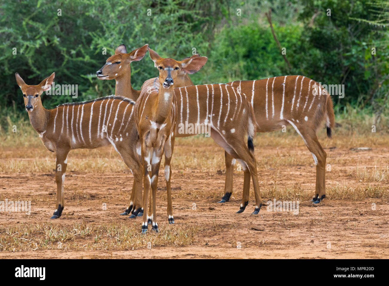 Female Nyala at Pafuri South Africa Stock Photo