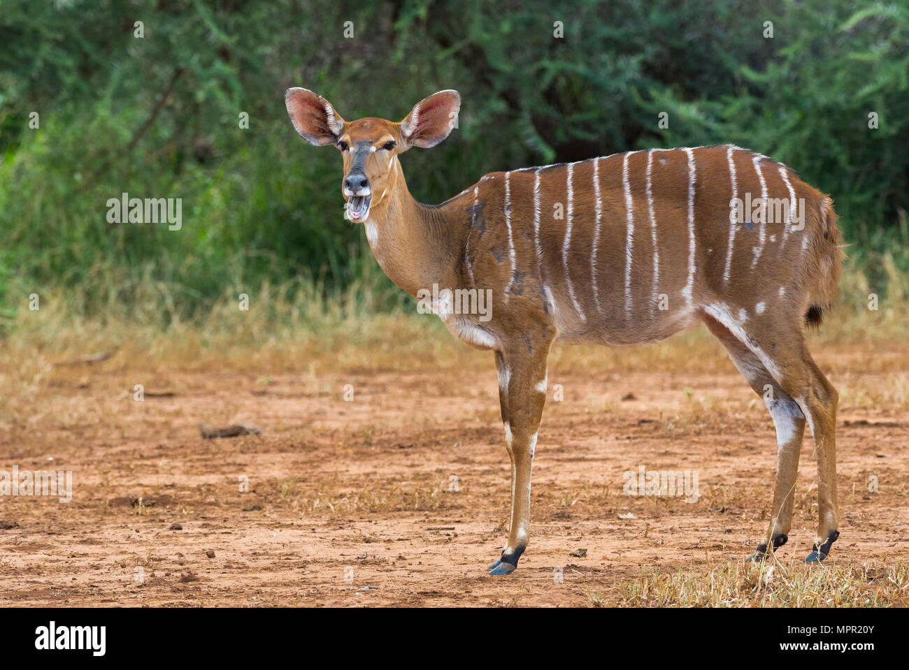 Female Nyala at Pafuri South Africa Stock Photo