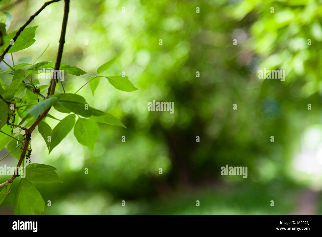 Green leaves on a blurred natural background. Spring forest. Beautiful natural background. Stock Photo
