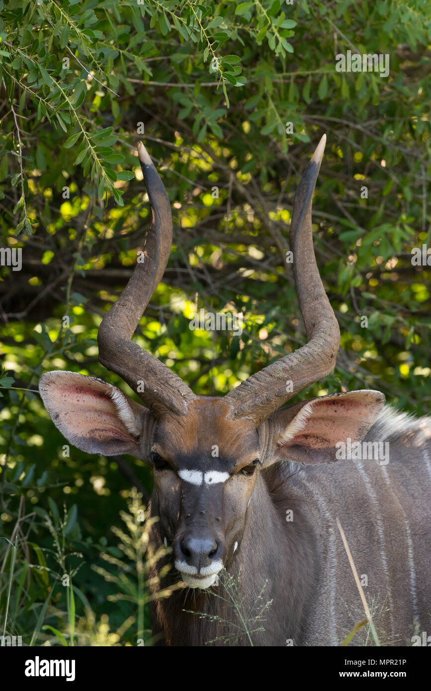 Male Nyala at Pafuri South Africa Stock Photo