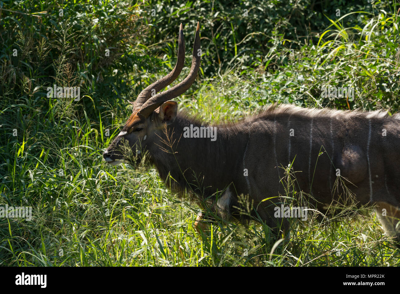Male Nyala at Pafuri South Africa Stock Photo