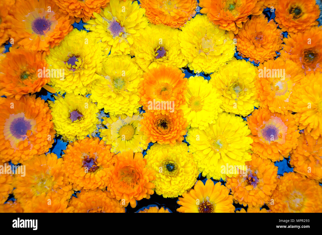 Flowers Of Nepal High Resolution Stock Photography And Images Alamy Flowers Of Nepal High Resolution Stock Photography And Images Alamy