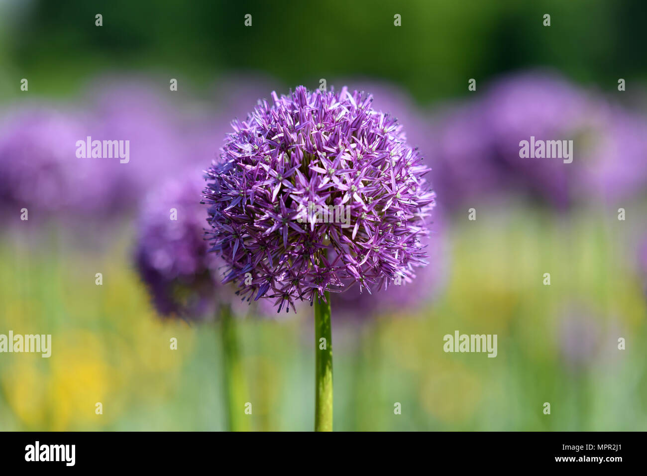 Light purple flowers hi-res stock photography and images - Alamy