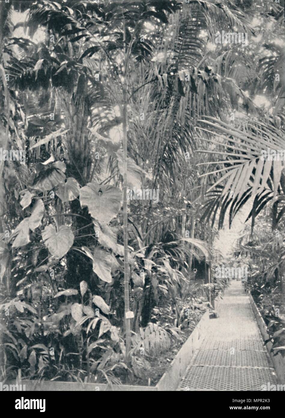 'Interior of the Great Palm House, Kew Gardens', 1904. Artist: Unknown. Stock Photo