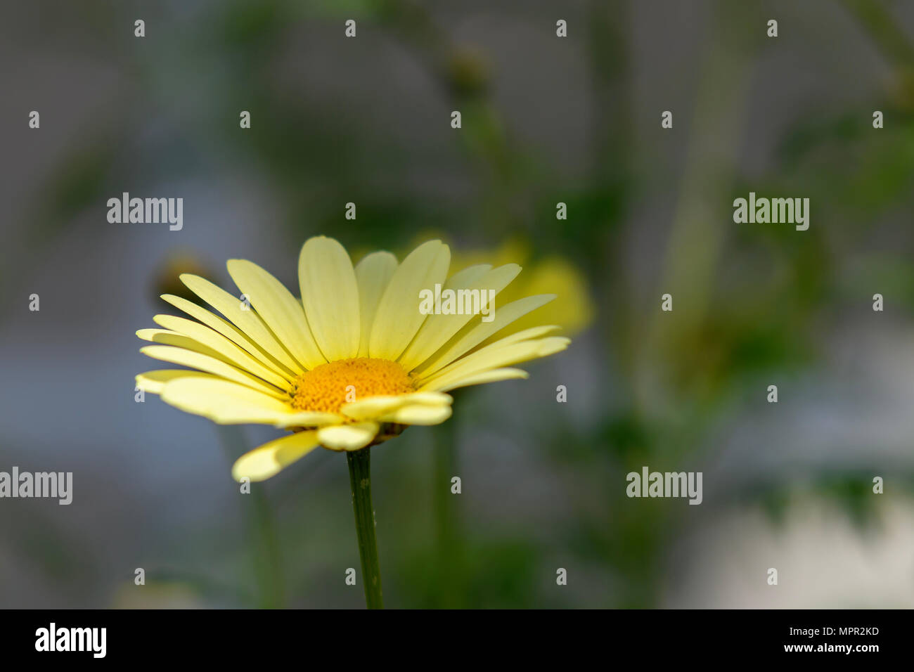 Yellow daisy flower Stock Photo - Alamy
