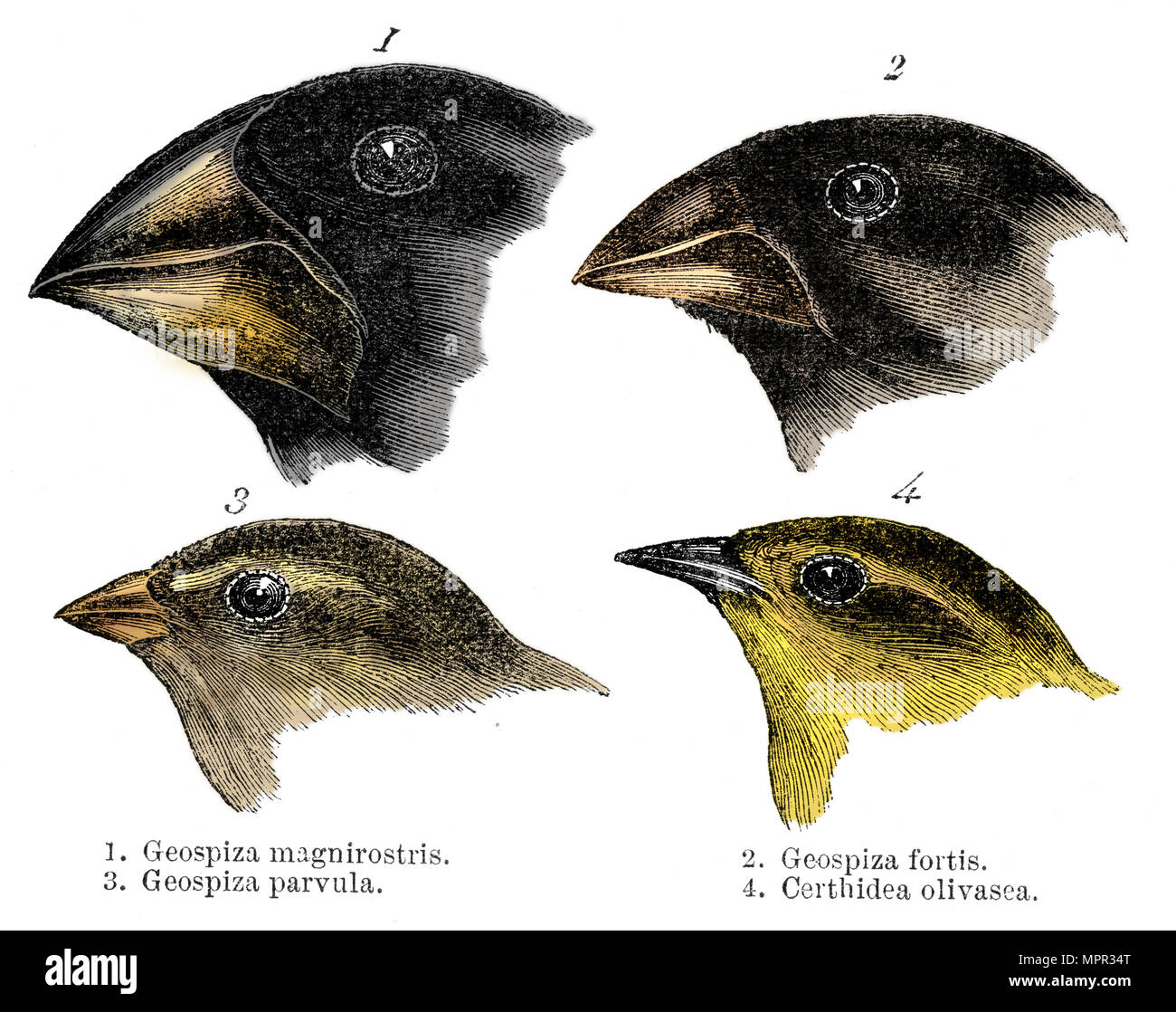 Four or the species of finch observed by Darwin on the Galapagos Islands. Artist: Unknown. Stock Photo
