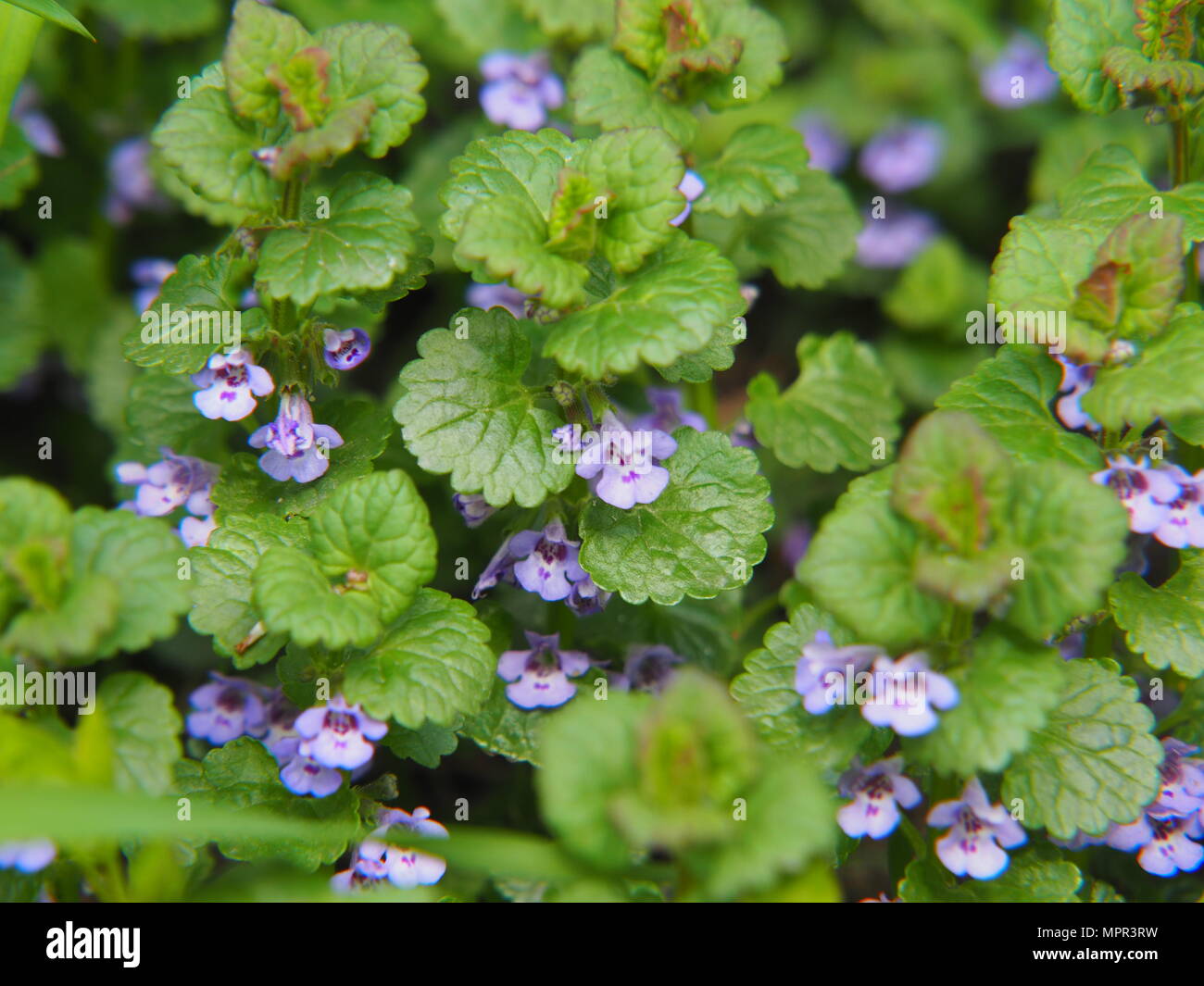 Glechoma hederacea syn.  Nepeta glechoma, Nepeta hederacea - ground-ivy, gill-over-the-ground, creeping charlie, alehoof, tunhoof, catsfoot, field bal Stock Photo