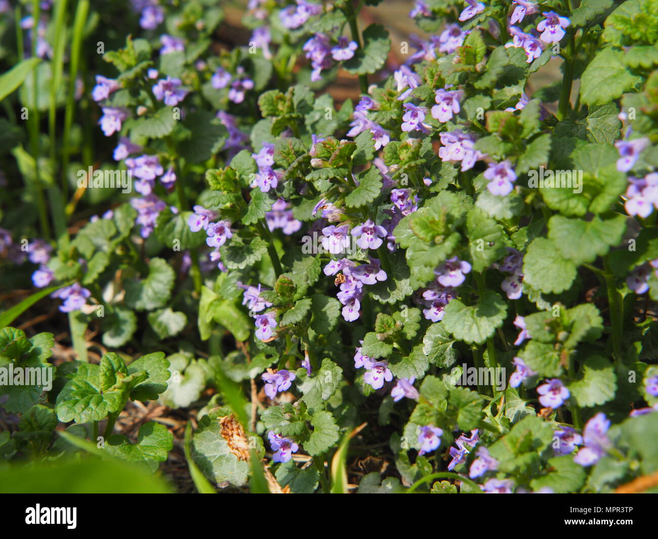 Glechoma hederacea syn.  Nepeta glechoma, Nepeta hederacea - ground-ivy, gill-over-the-ground, creeping charlie, alehoof, tunhoof, catsfoot, field bal Stock Photo