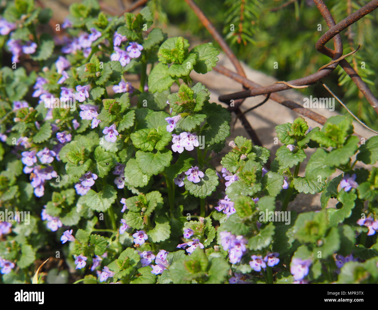 Glechoma Hederacea Syn Nepeta Glechoma Nepeta Hederacea Ground Ivy