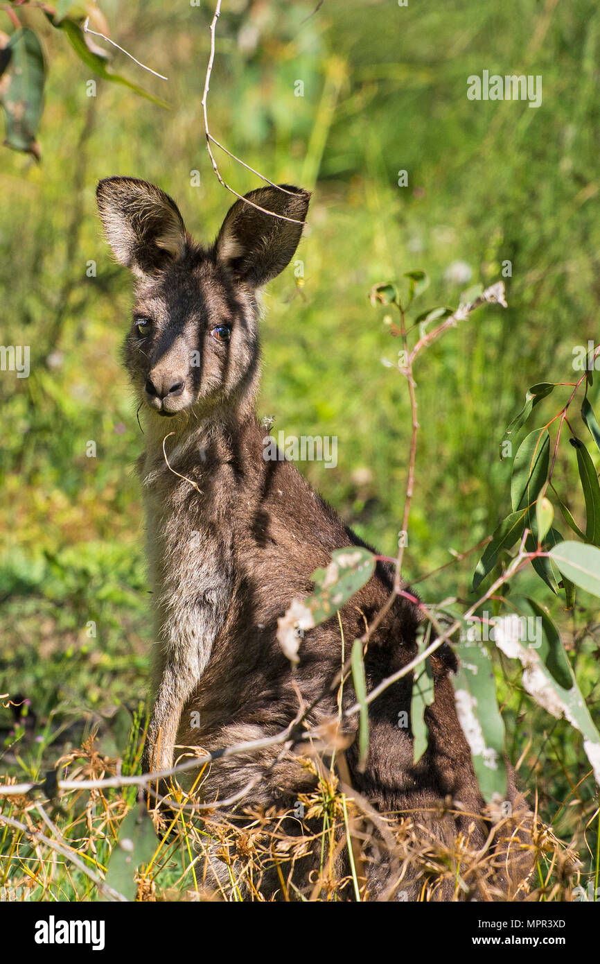 Eastern Grey Kangaroo Stock Photo